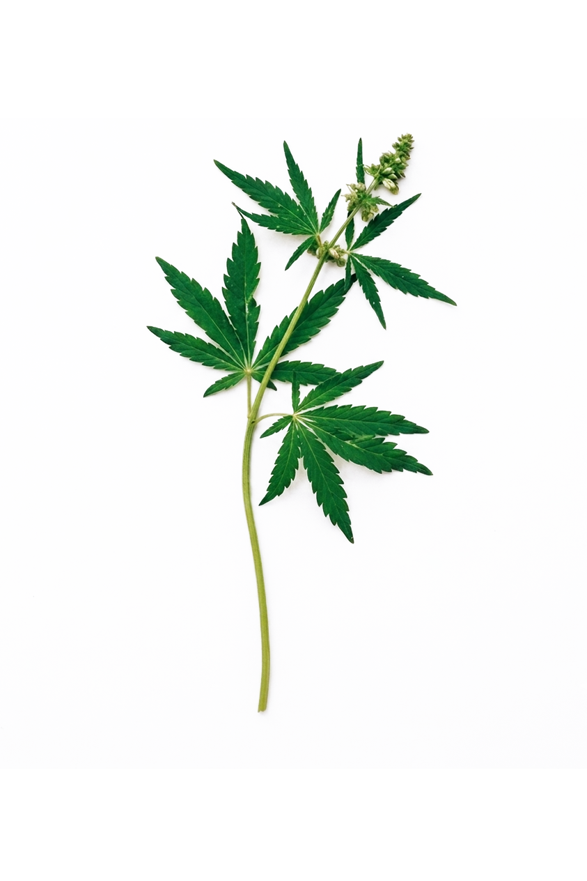 Médica revisando prescrição de Cannabis Medicinal